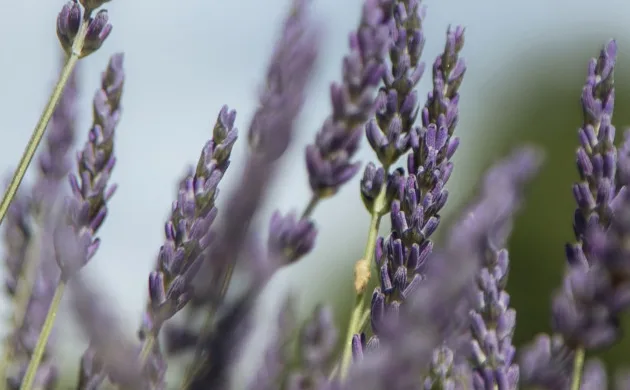 Lavender stems in bloom